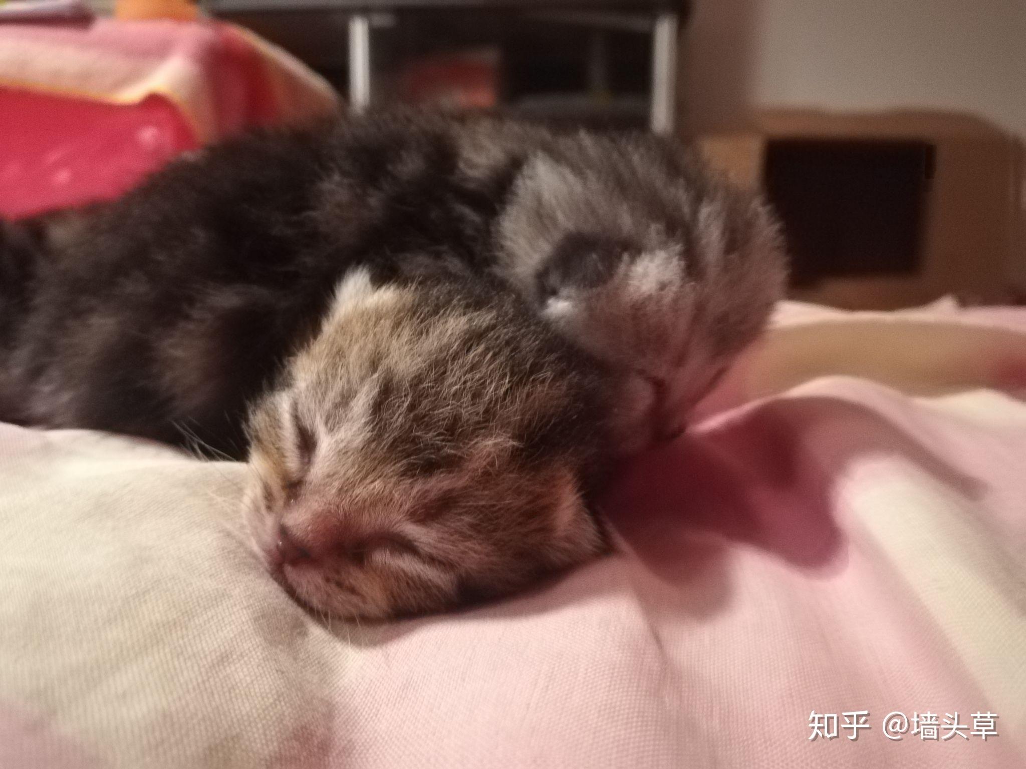 人来回走不管小猫小猫叫母猫还发出呜呜声音而且刚生了一只肚子还很大