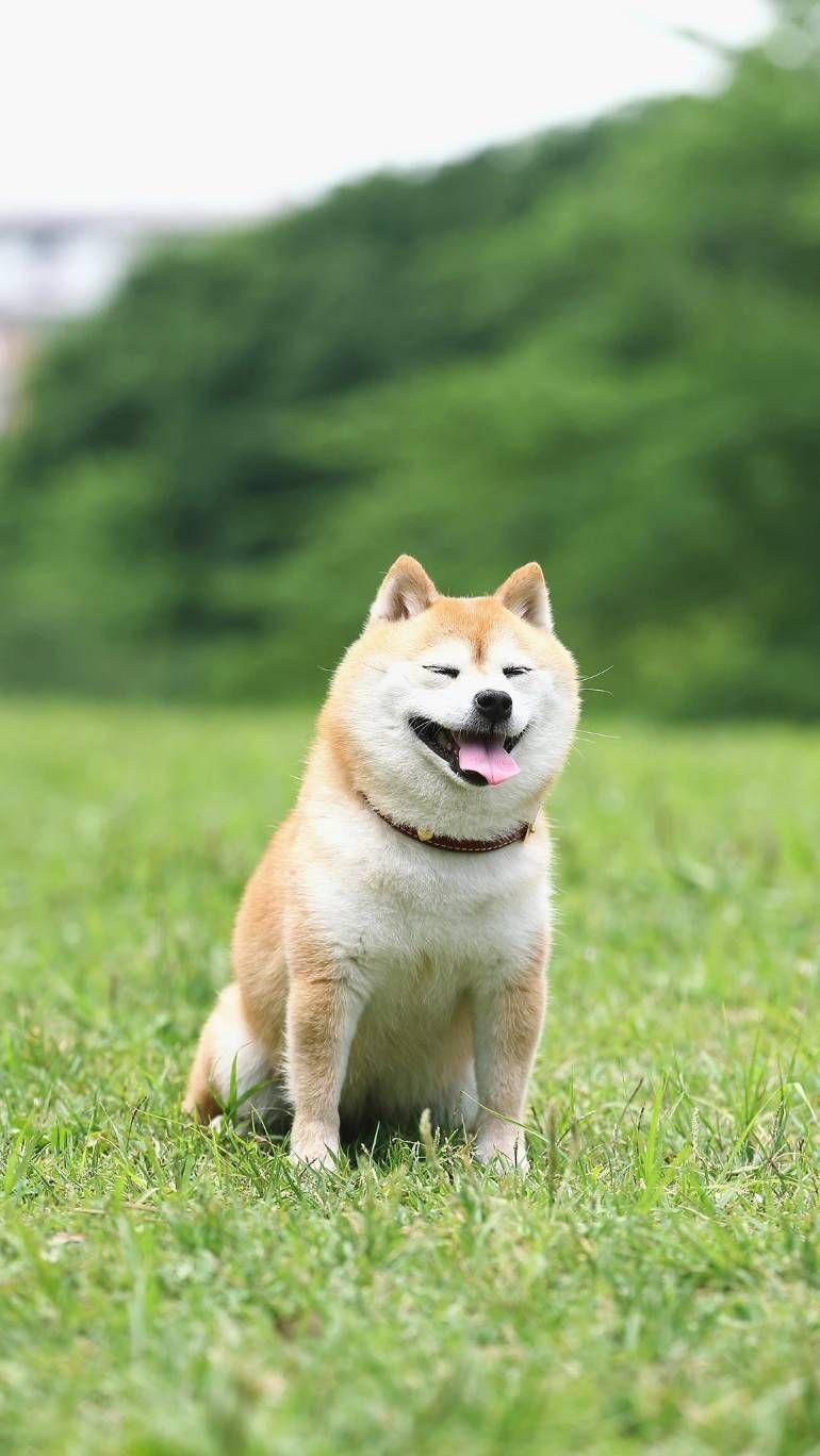 你收藏了哪些柴犬萌萌哒图片? - 知乎