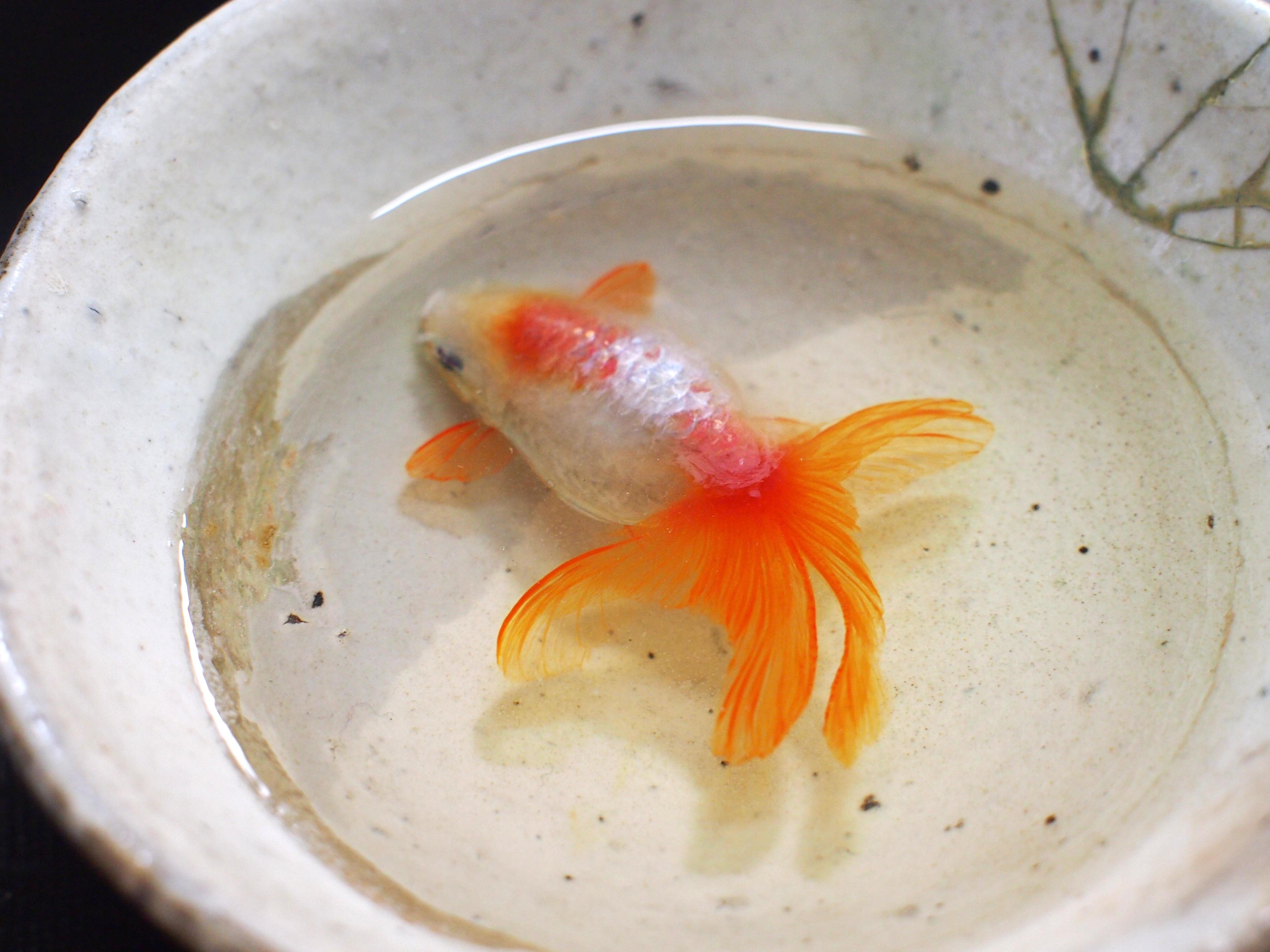 养在酒杯里的3d立体金鱼