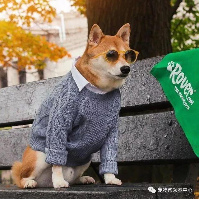 知乎大神有没有跟这个类似的柴犬穿衣服的头像? - 知乎
