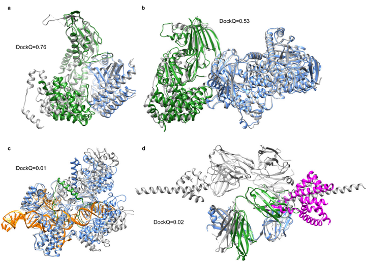 【结构预测】提升AlphaFold2蛋白-蛋白相互作用的预测能力 - 知乎