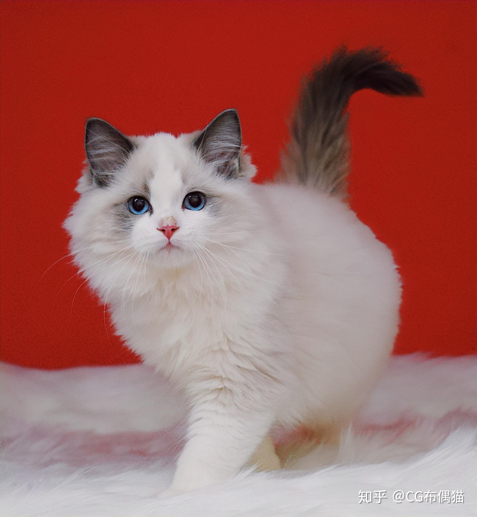 想要养一只布偶猫,怎么挑选怎么看品相? - 知乎