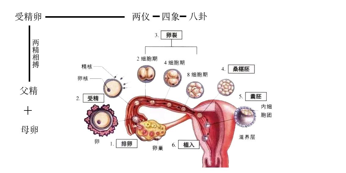 野狐中医之十一 取类比象三法则 知乎