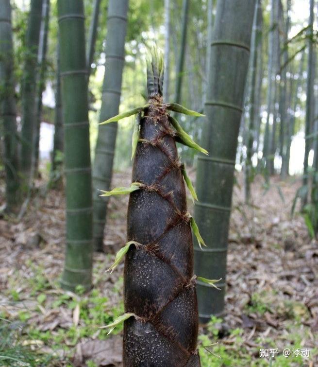 雨后春笋为什么长的特别快?