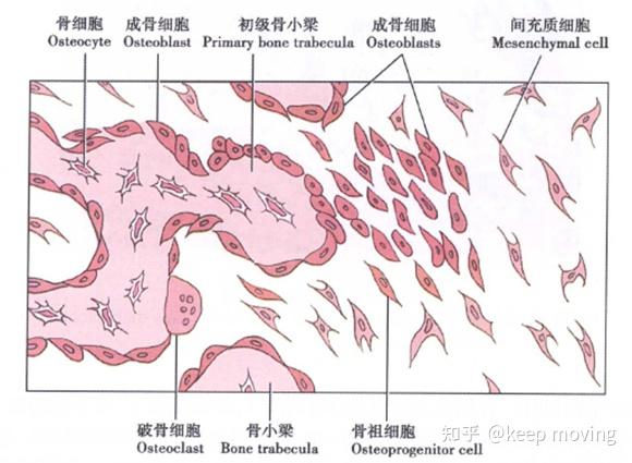骨组织结构及骨质疏松模型 - 知乎