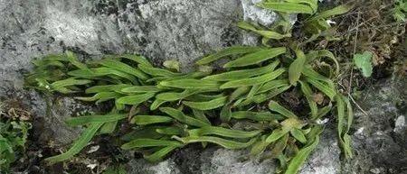 注意了：肾精草与石韦草不是同种药 - 知乎