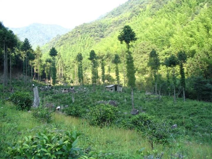 桐木关当地的传统正山小种红茶,传统松木烟熏正山小种 - 知乎