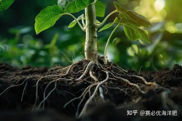 探秘作物根系:常见类型与独特特点全解析 - 知乎