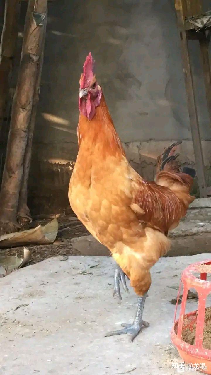 国内有什么高脚鸡品种值得入手? - 知乎
