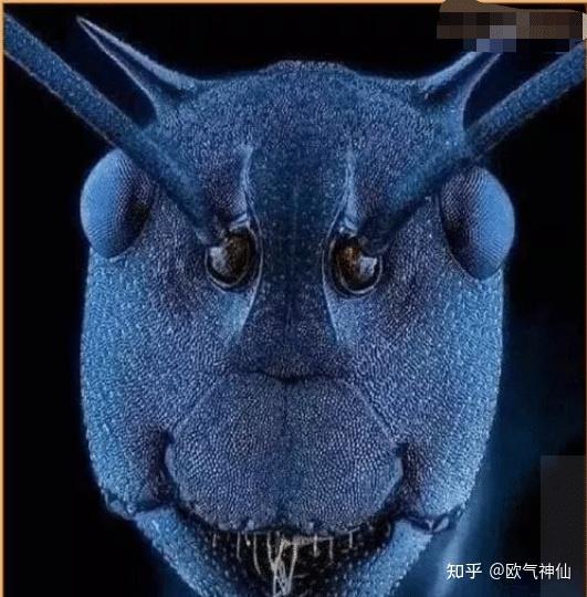 在自然界中有哪些长相可怕的动物?