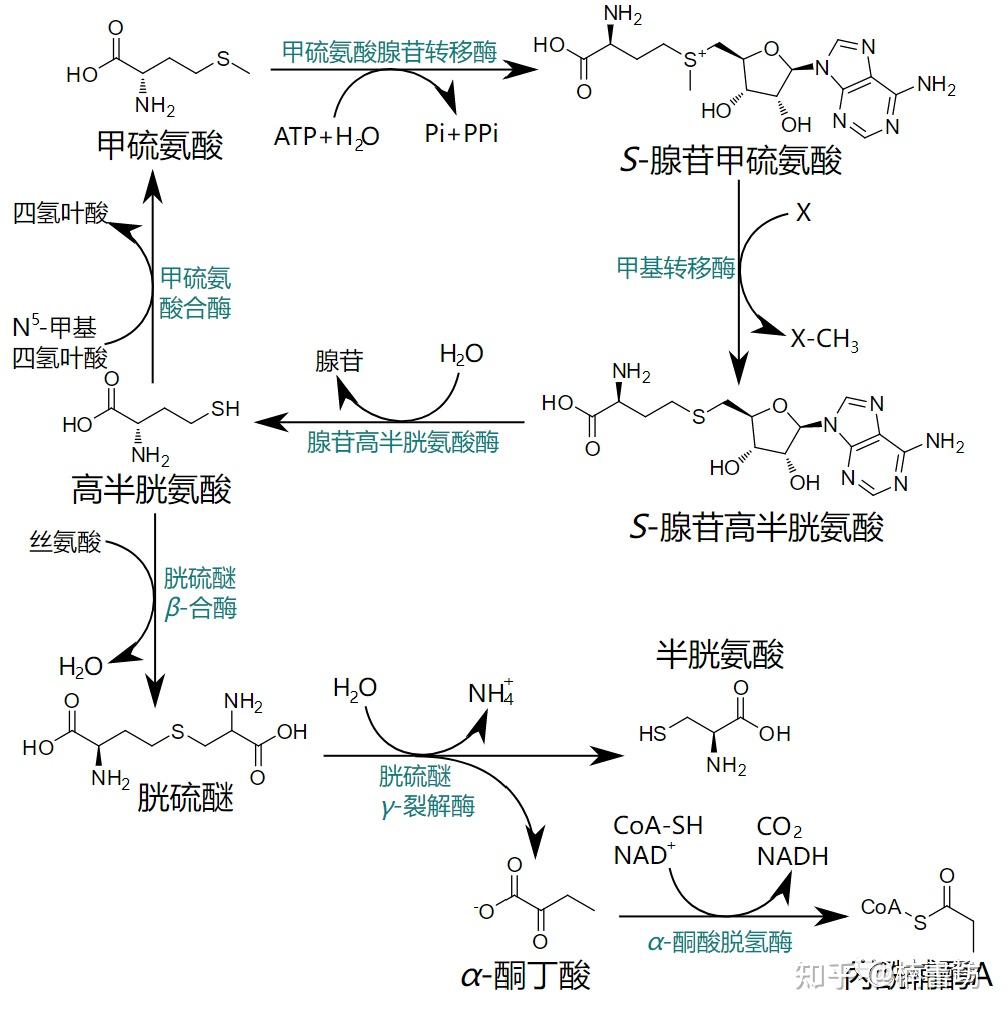 氨基酸结构式与分类 - 知乎