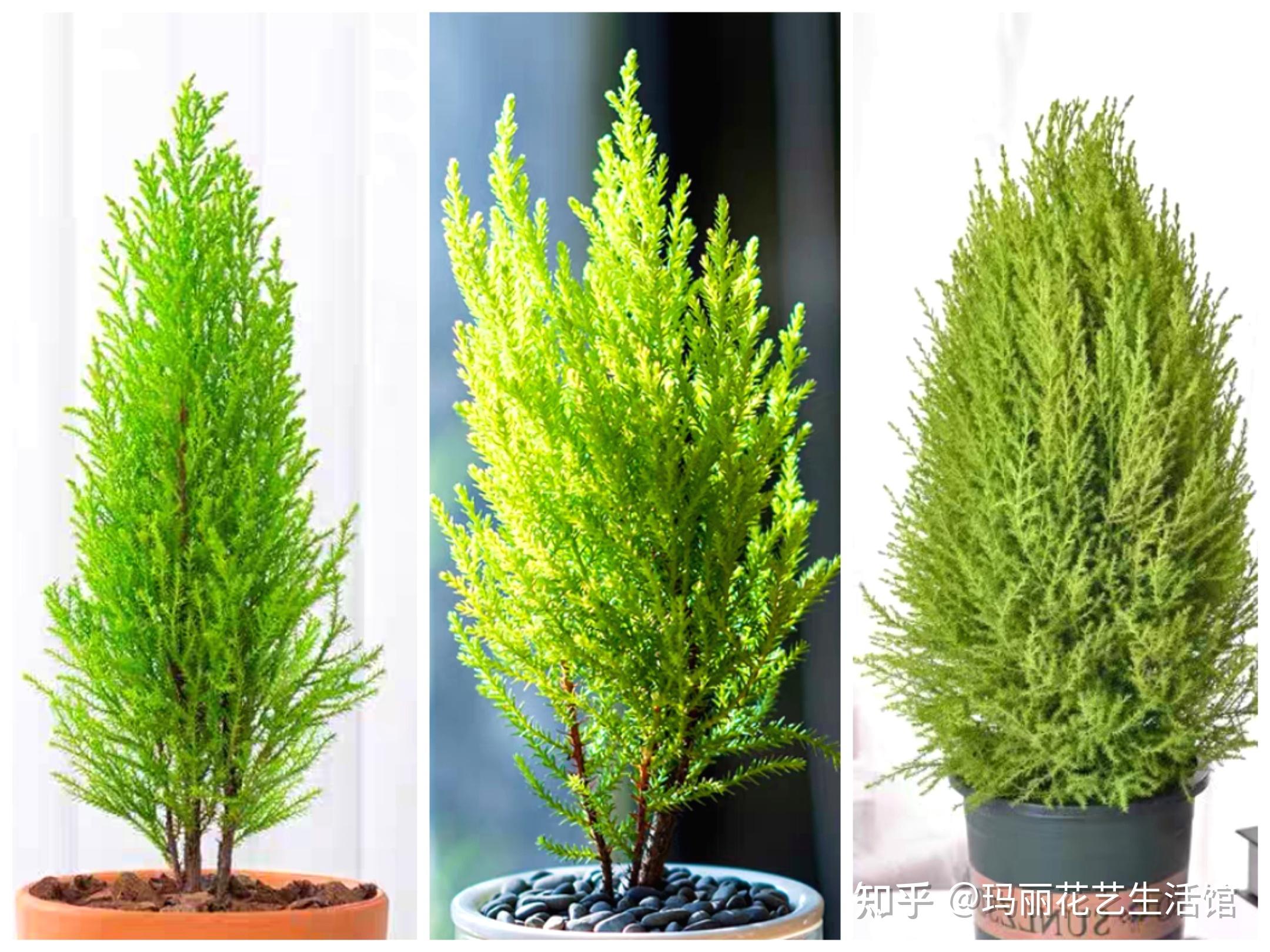 有哪些植物可以用来做香呢？ - 知乎