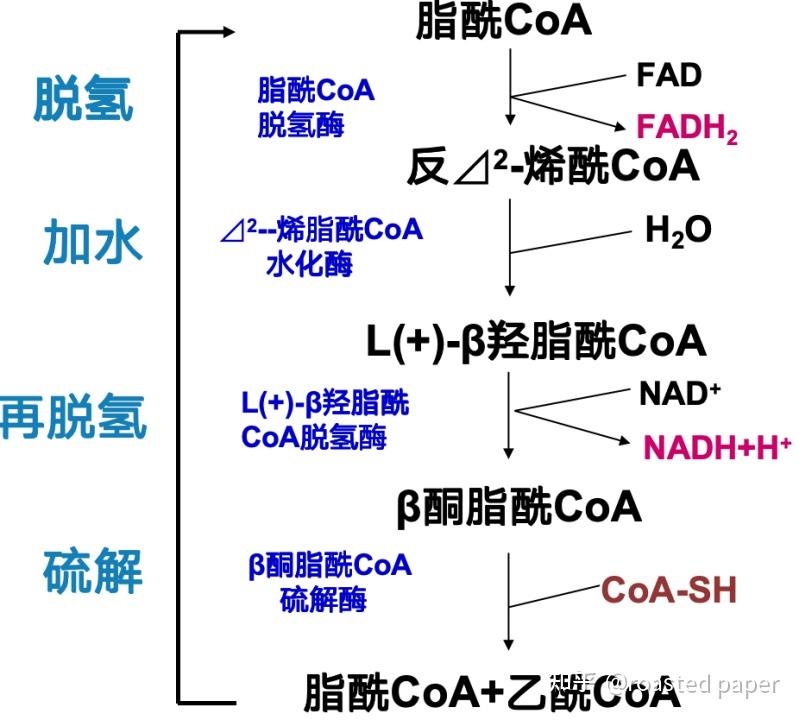 生化与分子生物学——代谢篇之脂质代谢 - 知乎