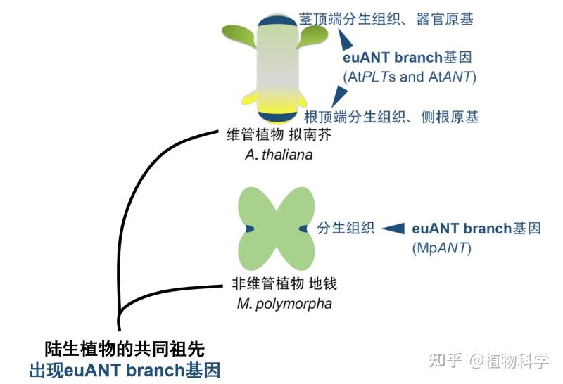 Cell Reports | 中国科学院分子植物科学卓越创新中心徐麟研究组合作揭示植物分生组织的分子进化历程 - 知乎