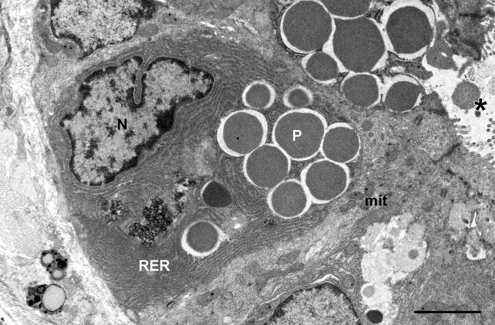 肠道潘氏细胞的微观结构