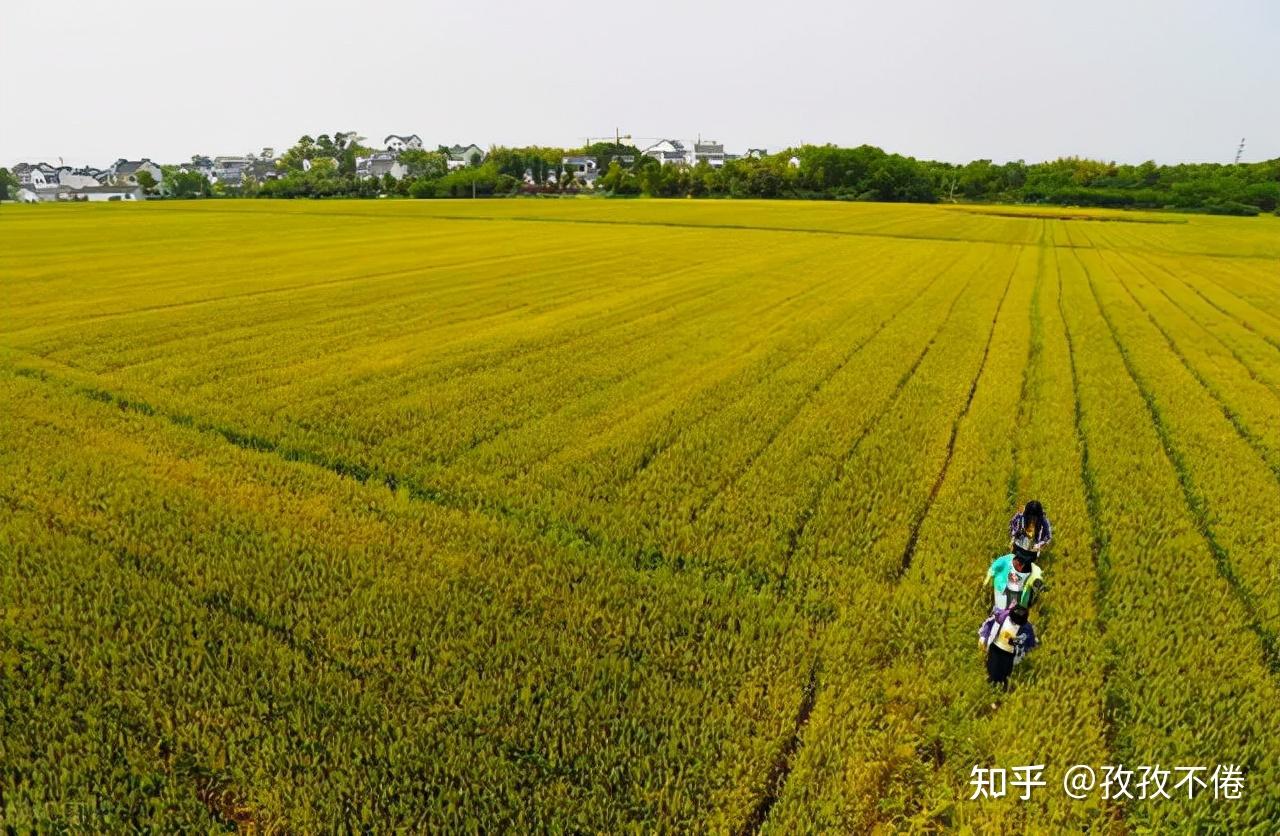 国家大力支持种植业和林业!种植与林业未来翻倍潜力股(附名单) - 知乎