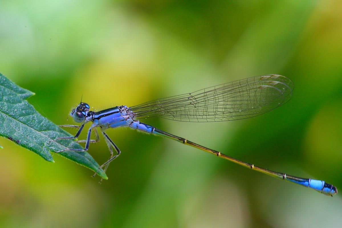 那种长的像蜻蜓尾部有一小块亮蓝色的是什么虫子