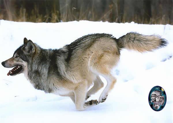 「区别狗与狼可通过尾巴是否上翘判断」是否完全正确? - 知乎