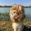 猫猫头小狮子