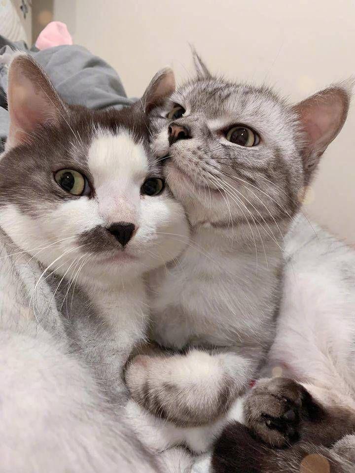 有什么好看的猫的情侣头像? - 知乎