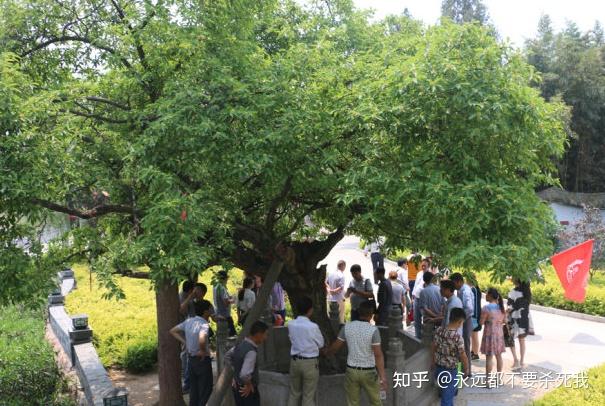 能产“酒”的树:一种罕见的老杉树(生长于日本新泻县😎 - 知乎