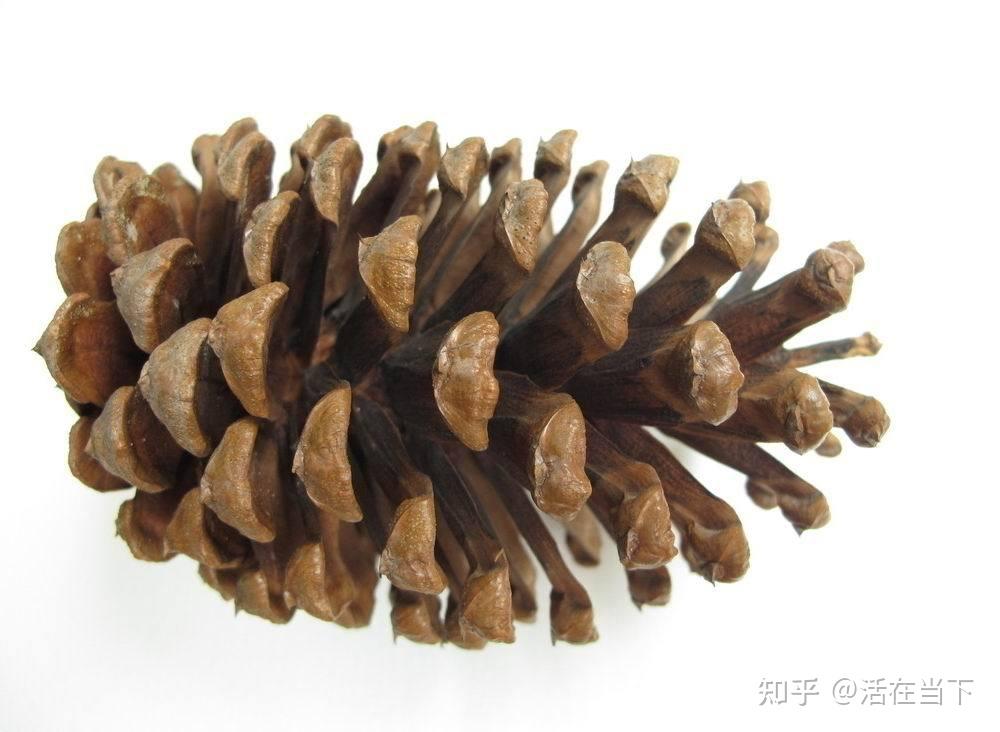 松果和橡果是一个东西吗? - 知乎