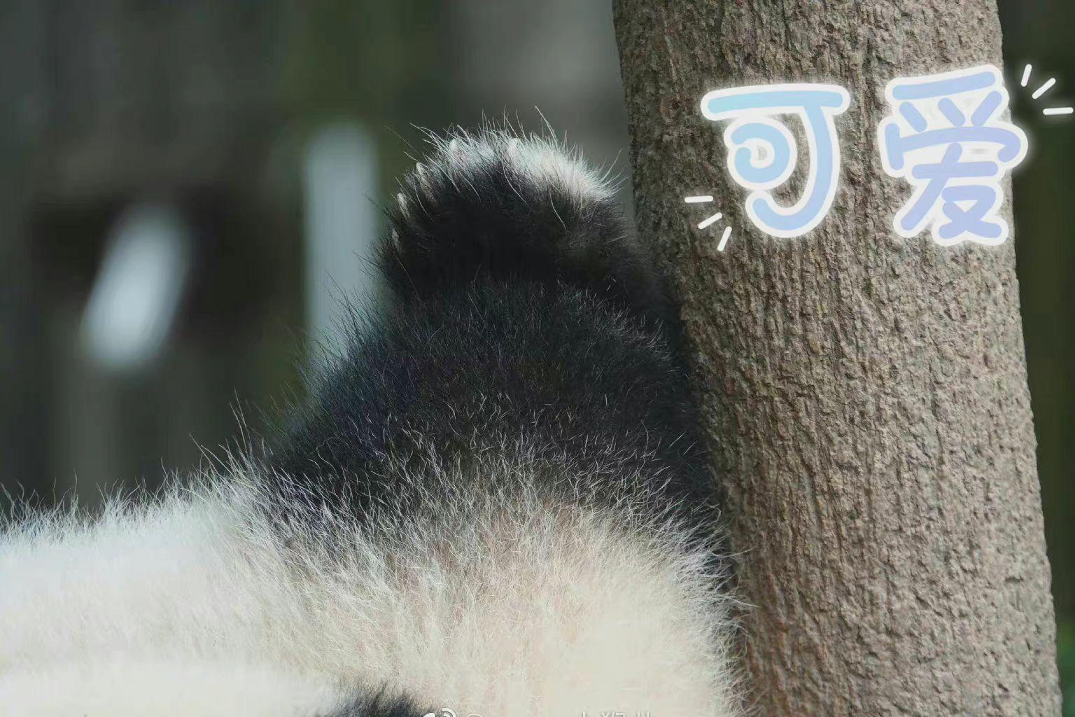 果赖什么意思 大熊猫花花为什么叫果赖？_梨抖网