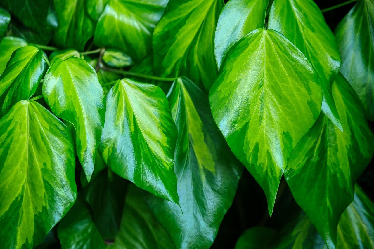 绿萝叶子发黑怎么办