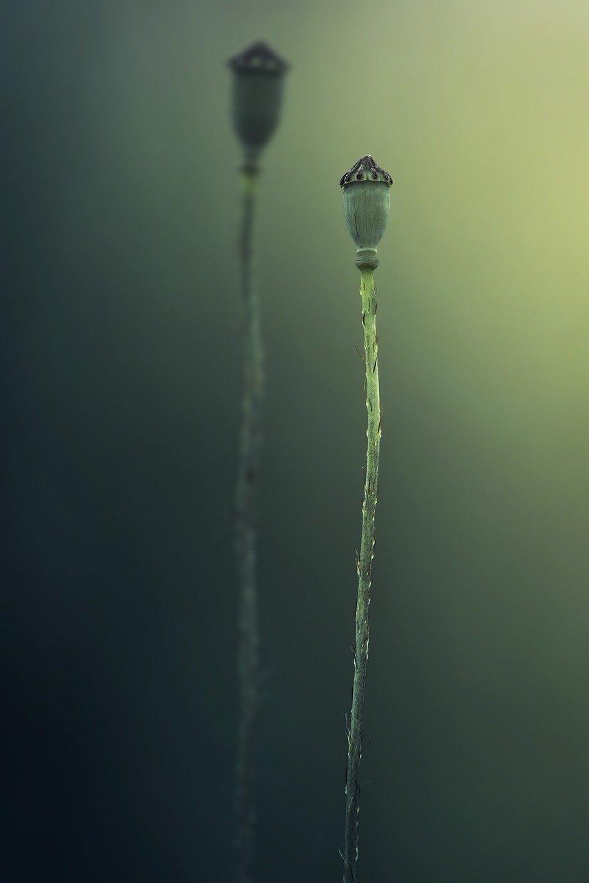 5. 叶插常见问题解