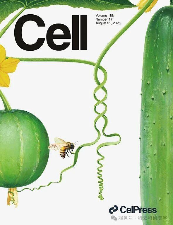 《Cell》封面设计全过程分享 | Vol.188 No.17 - 知乎