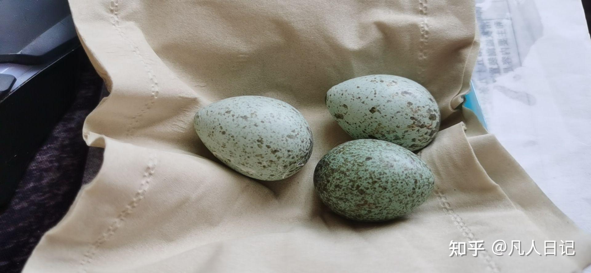 喜鹊蛋怎么人工孵化 (影响电力安全 窝已拆除 从塔上费了半天劲 安全