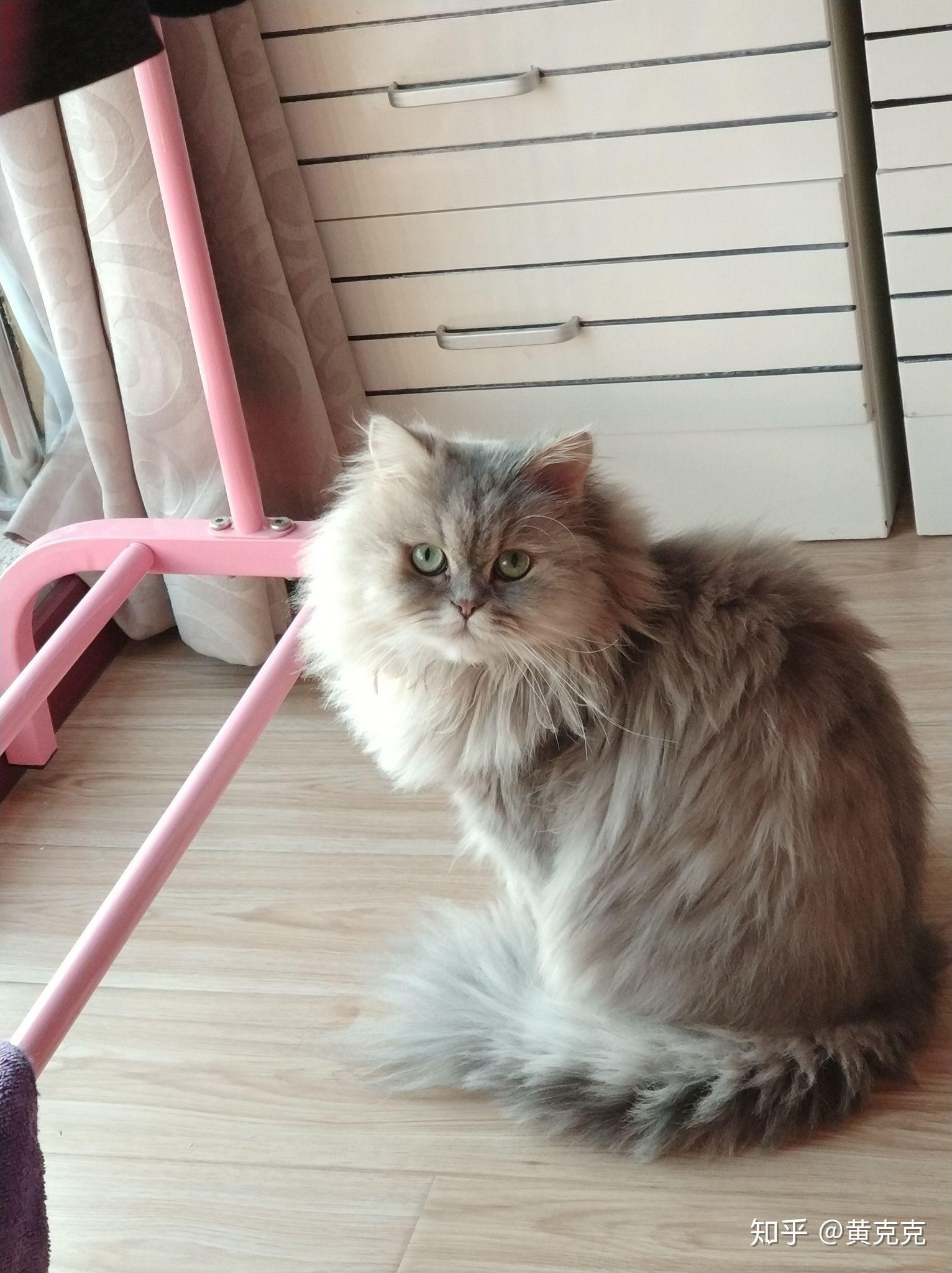 金吉拉小时候毛色深长大了会变成什么颜色呢?