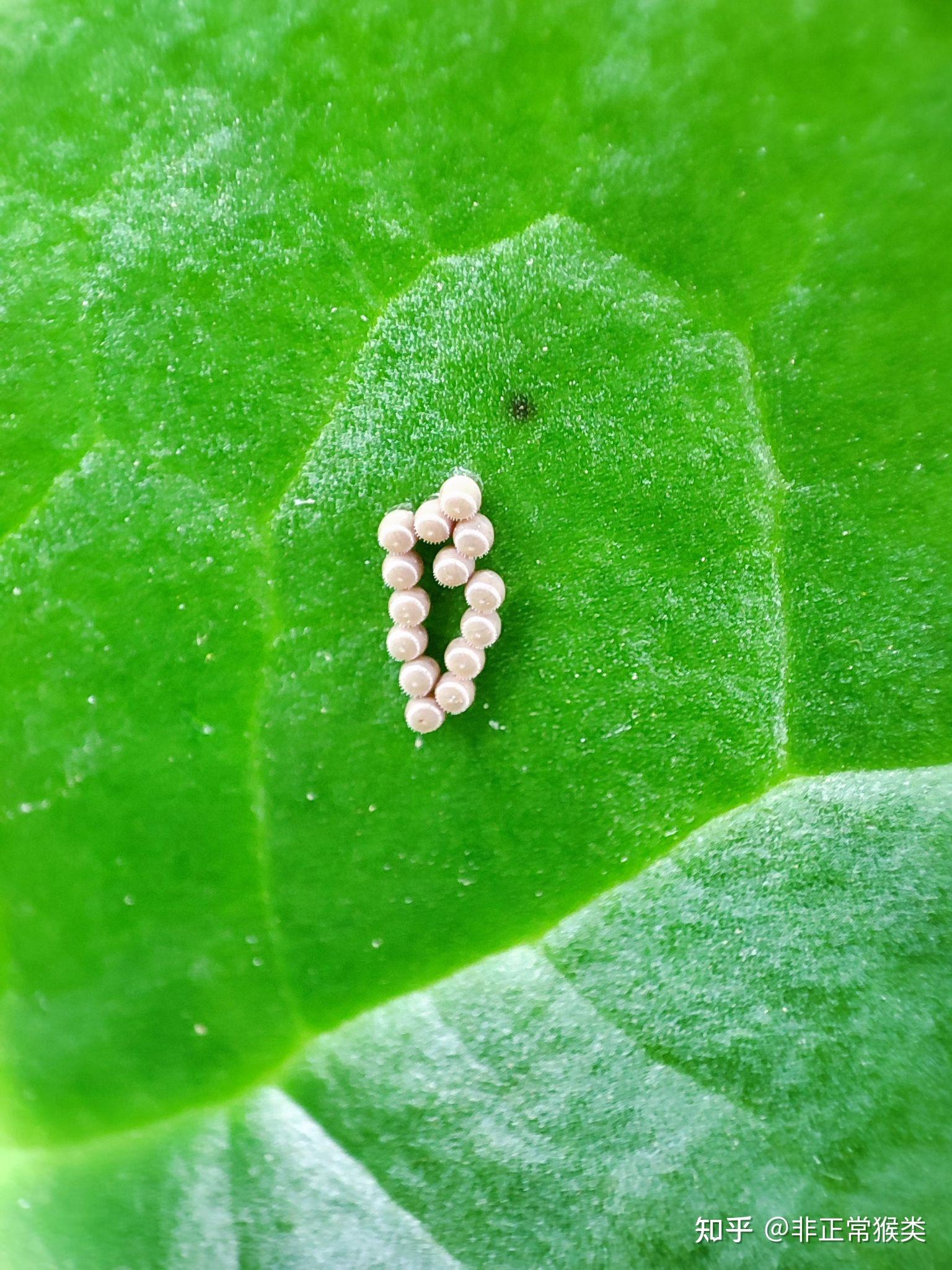 这种卵是臭虫卵么