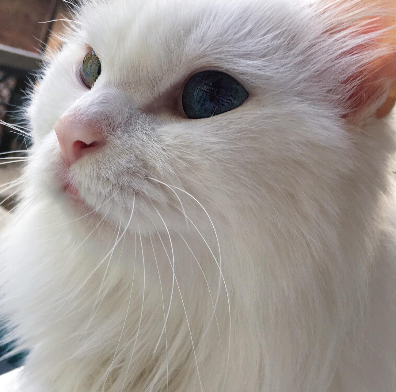 临清鸳鸯眼狮子猫还有吗? - 知乎