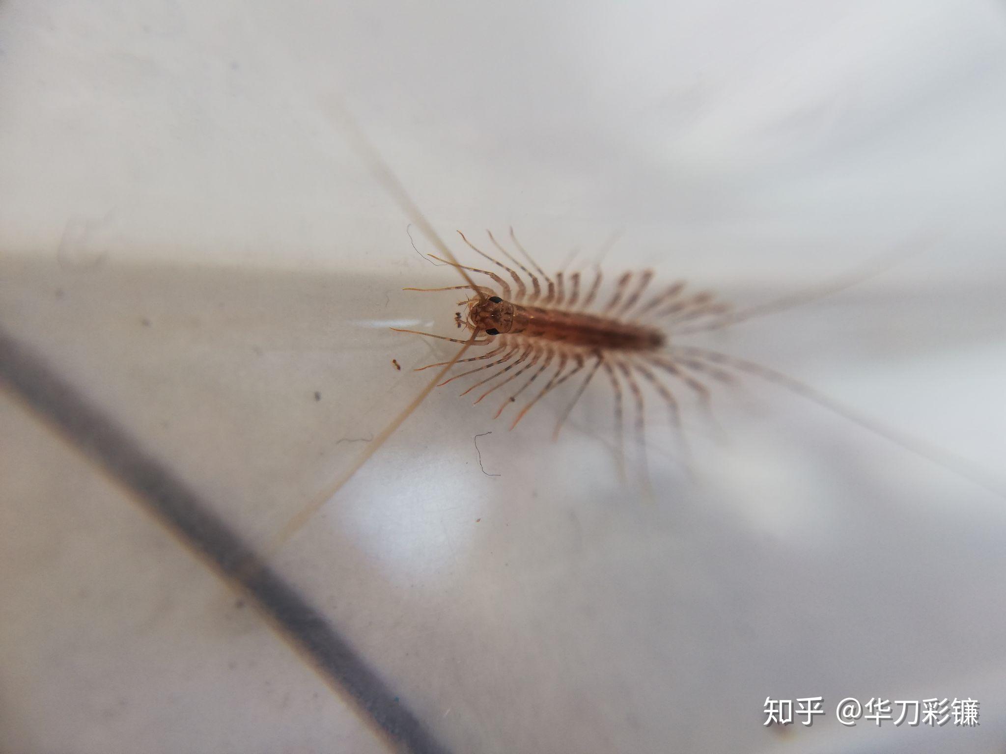 宝宝房间出现蜈蚣怎么办求方法