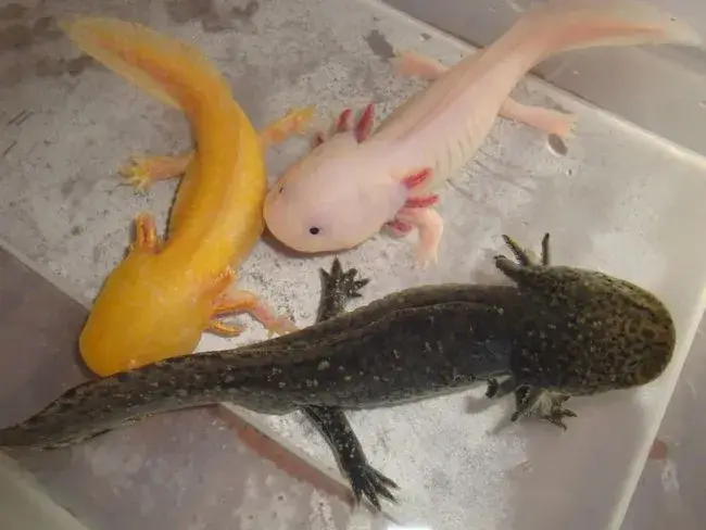 Axolotl