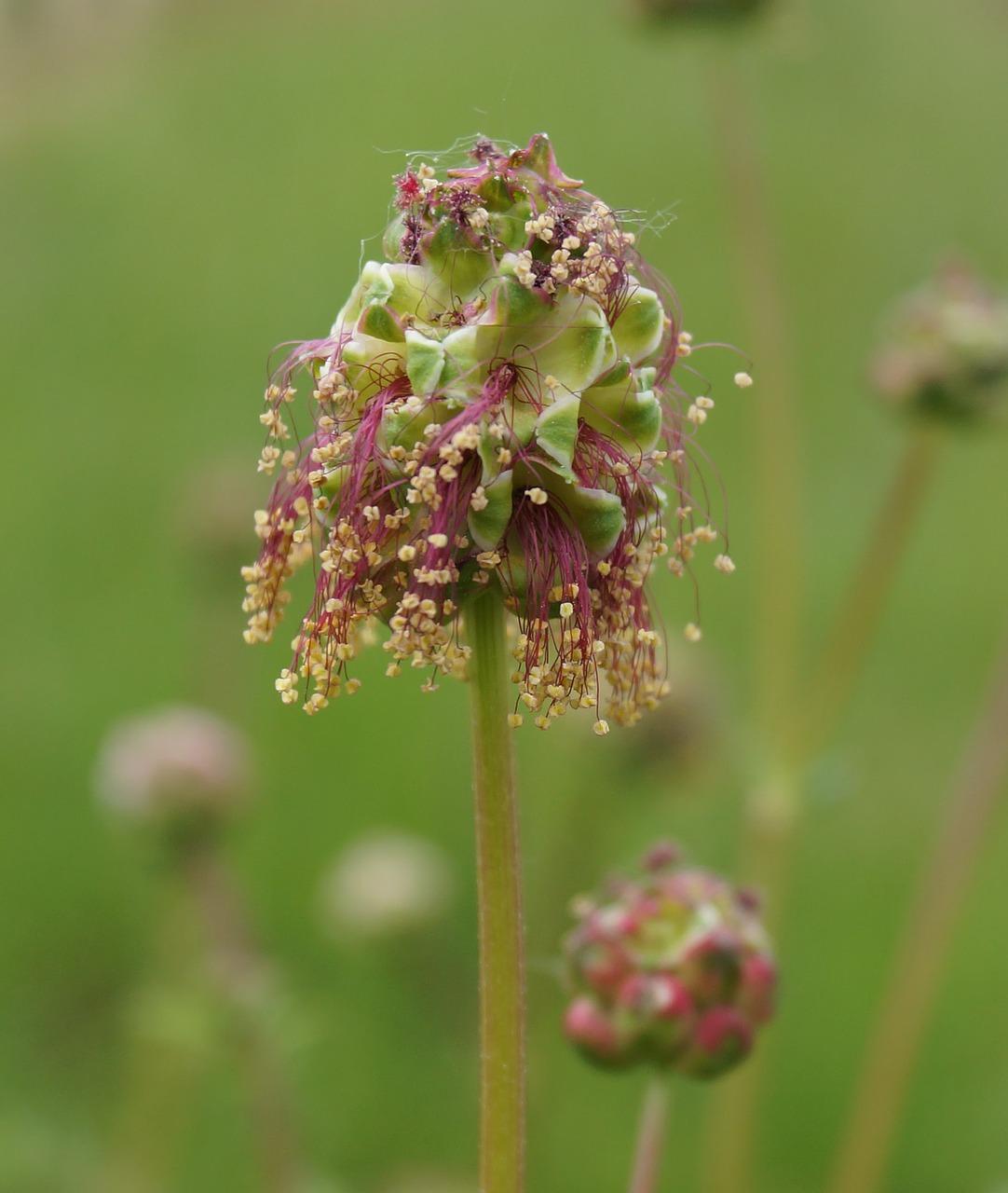 2. 适合庭院的花卉