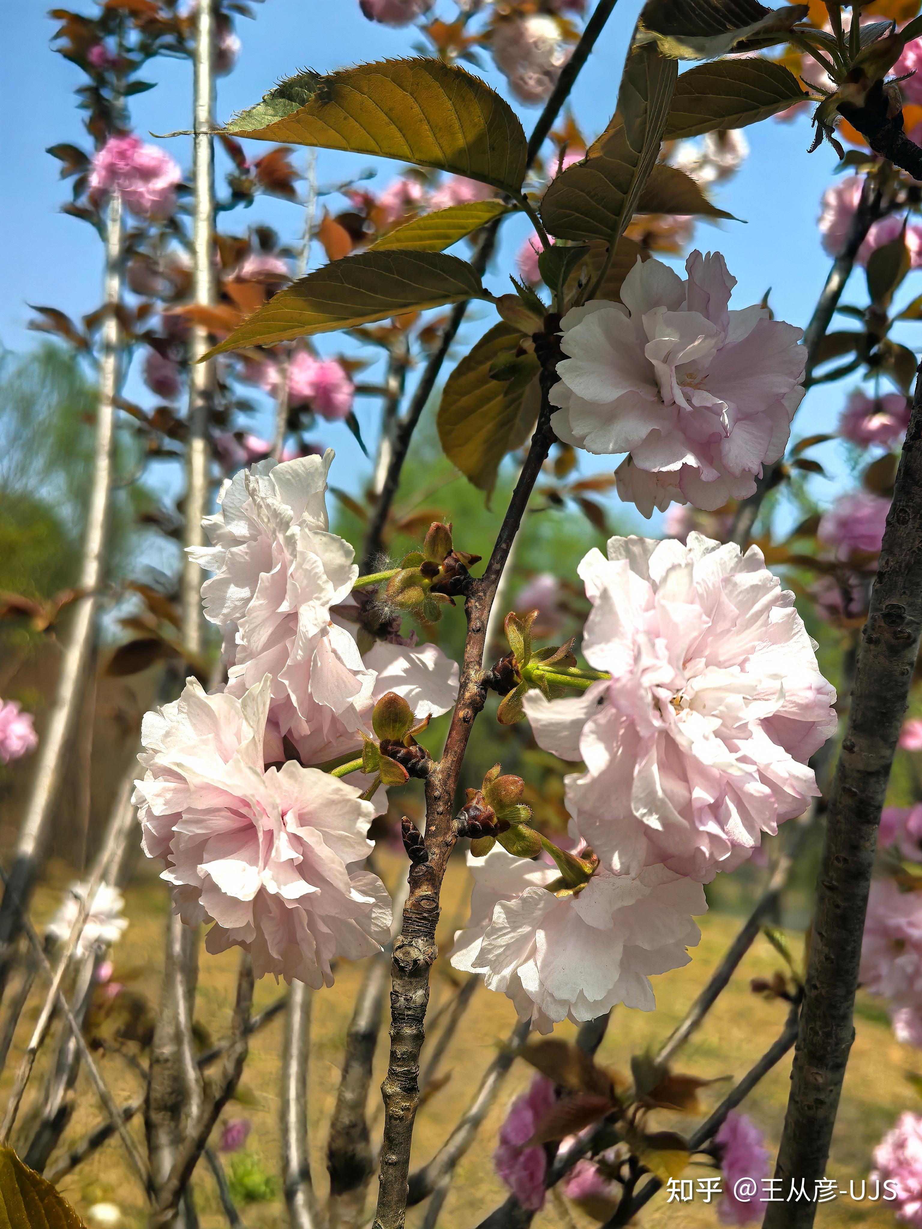 日本晚樱 - 知乎