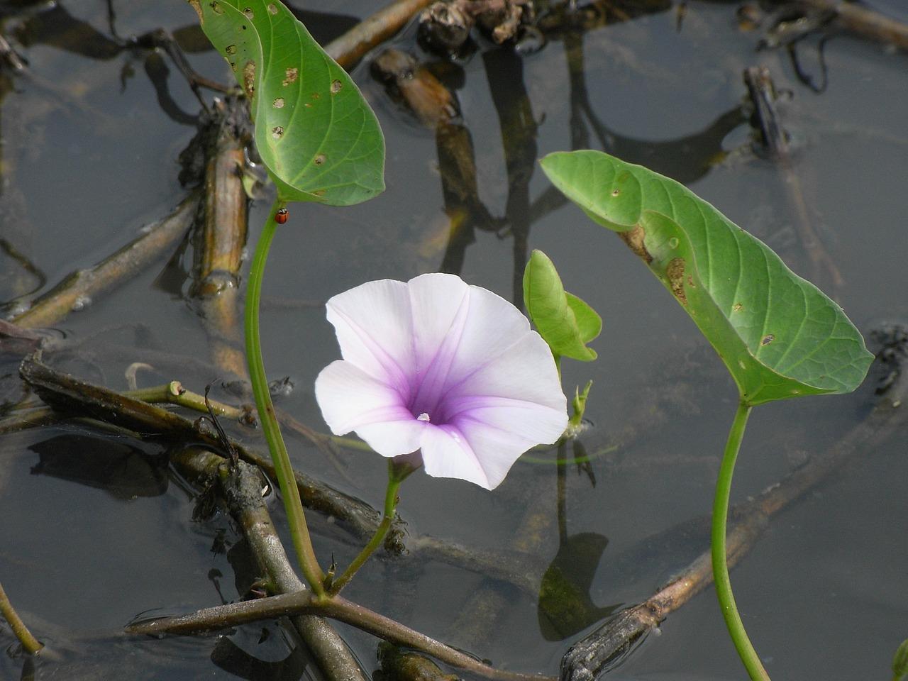 荷花什么颜色加什么颜色