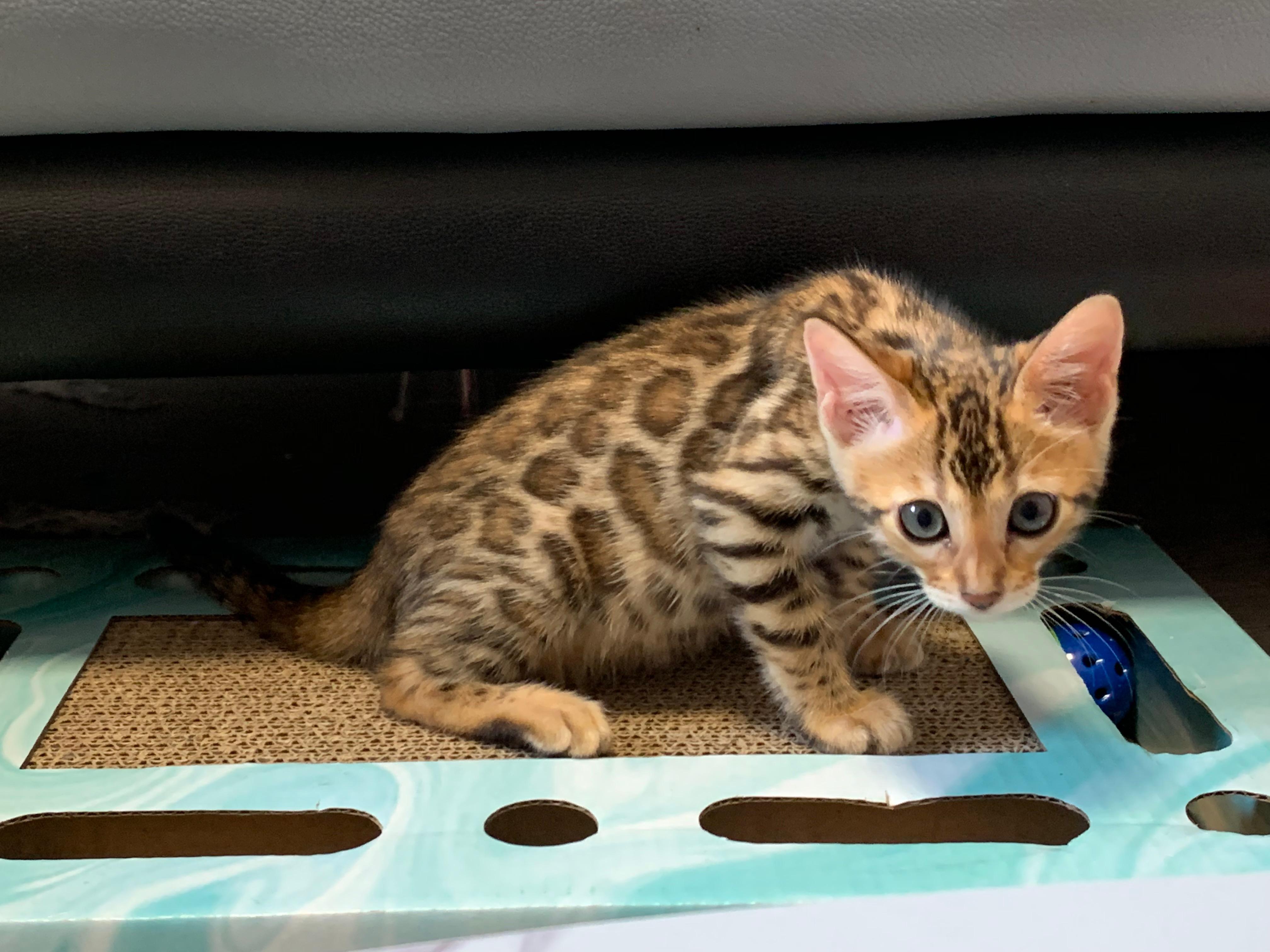 都说东北有很多猫咪养殖场,可是要怎么买养殖场的猫呢? - 知乎