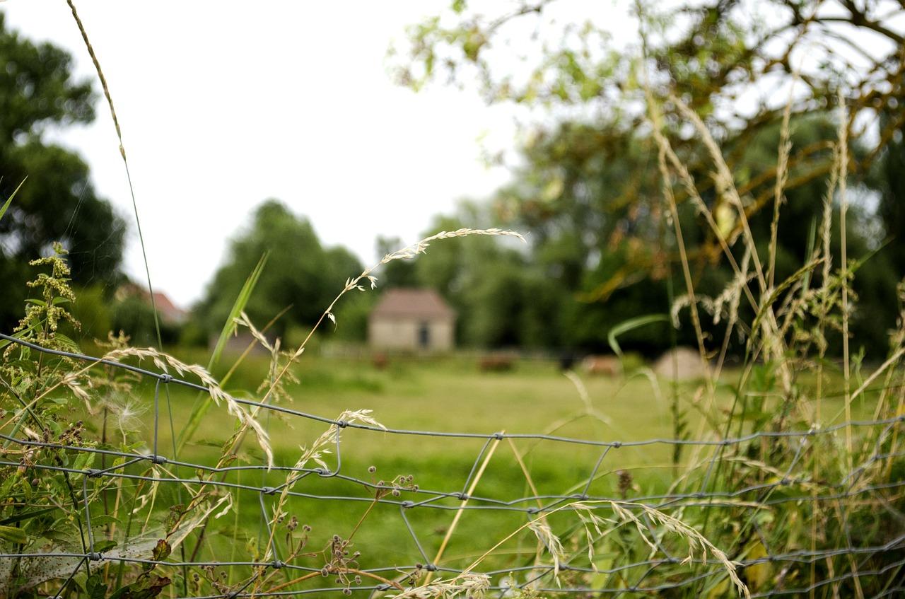 3. 沿河地植柳树