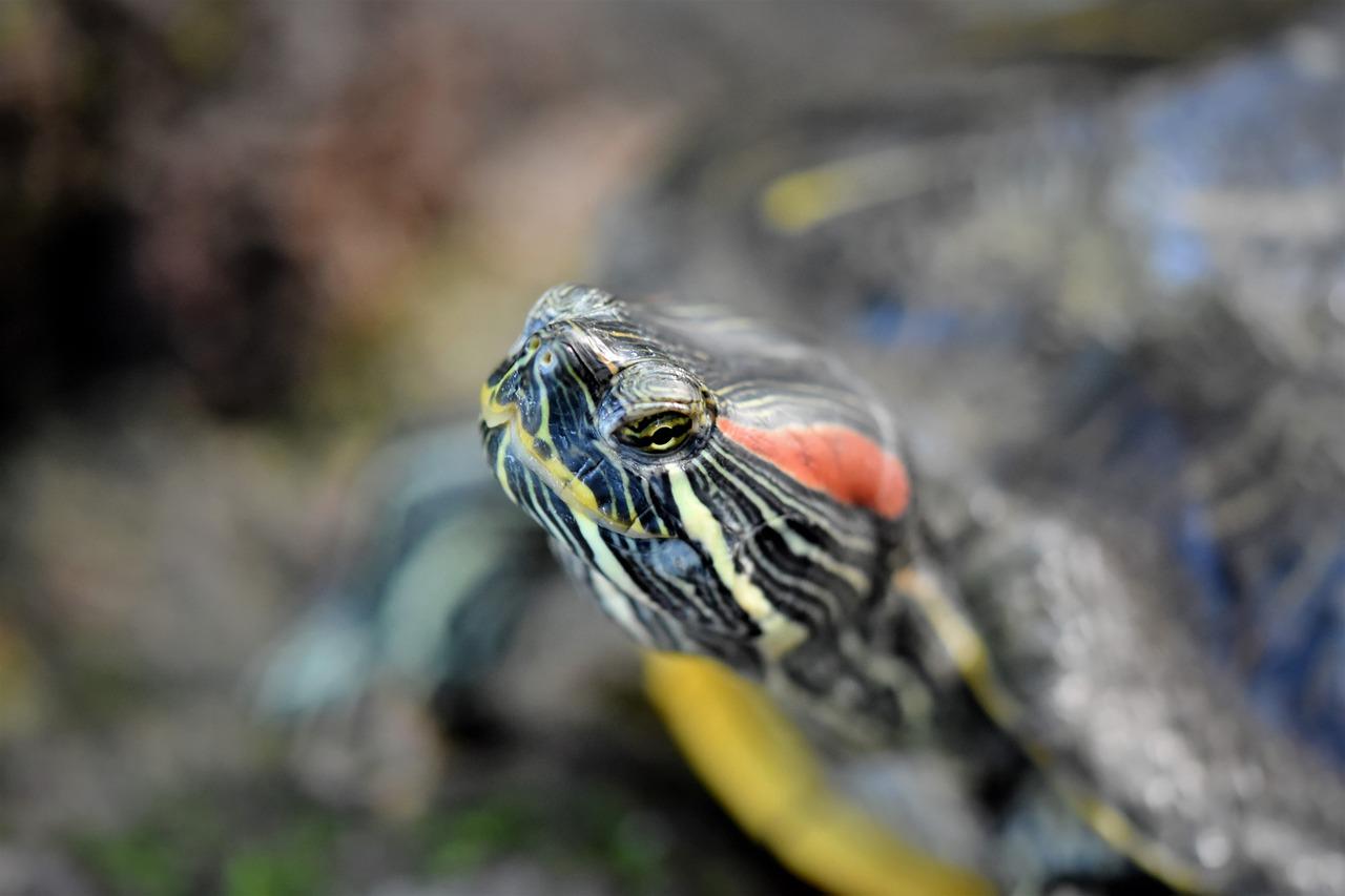 乌龟掉马桶里了怎么办