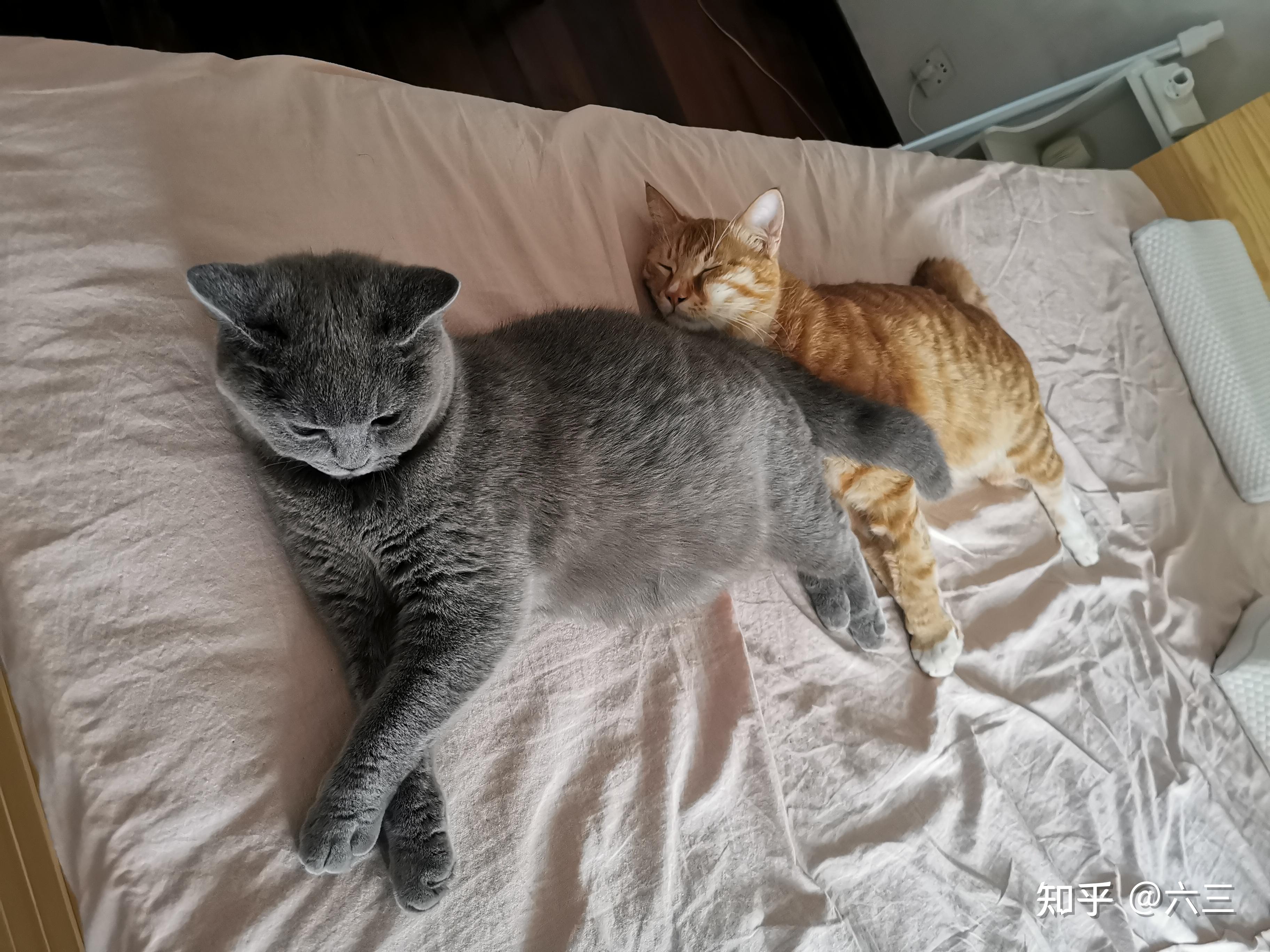 蓝猫和橘猫可以杂交吗,如果可以的话,有实际案例吗? - 知乎