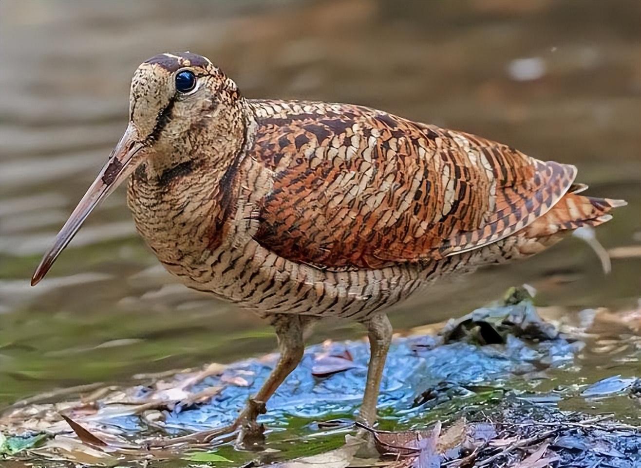 丘鹬为何走路要一摇一摆的？ - 知乎