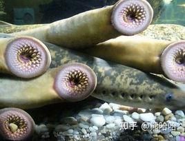 世界十大吸血动物排名有哪些 - 知乎