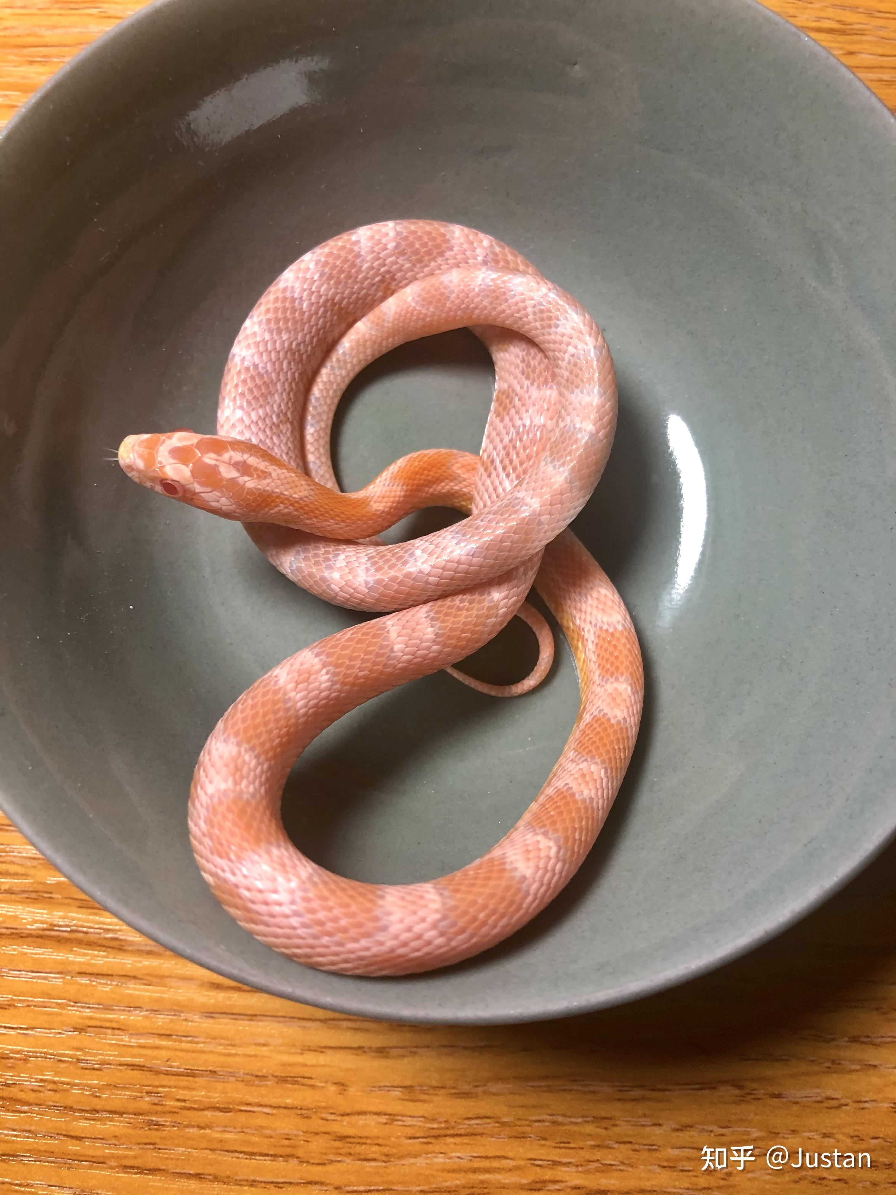 玉米蛇的? - 知乎