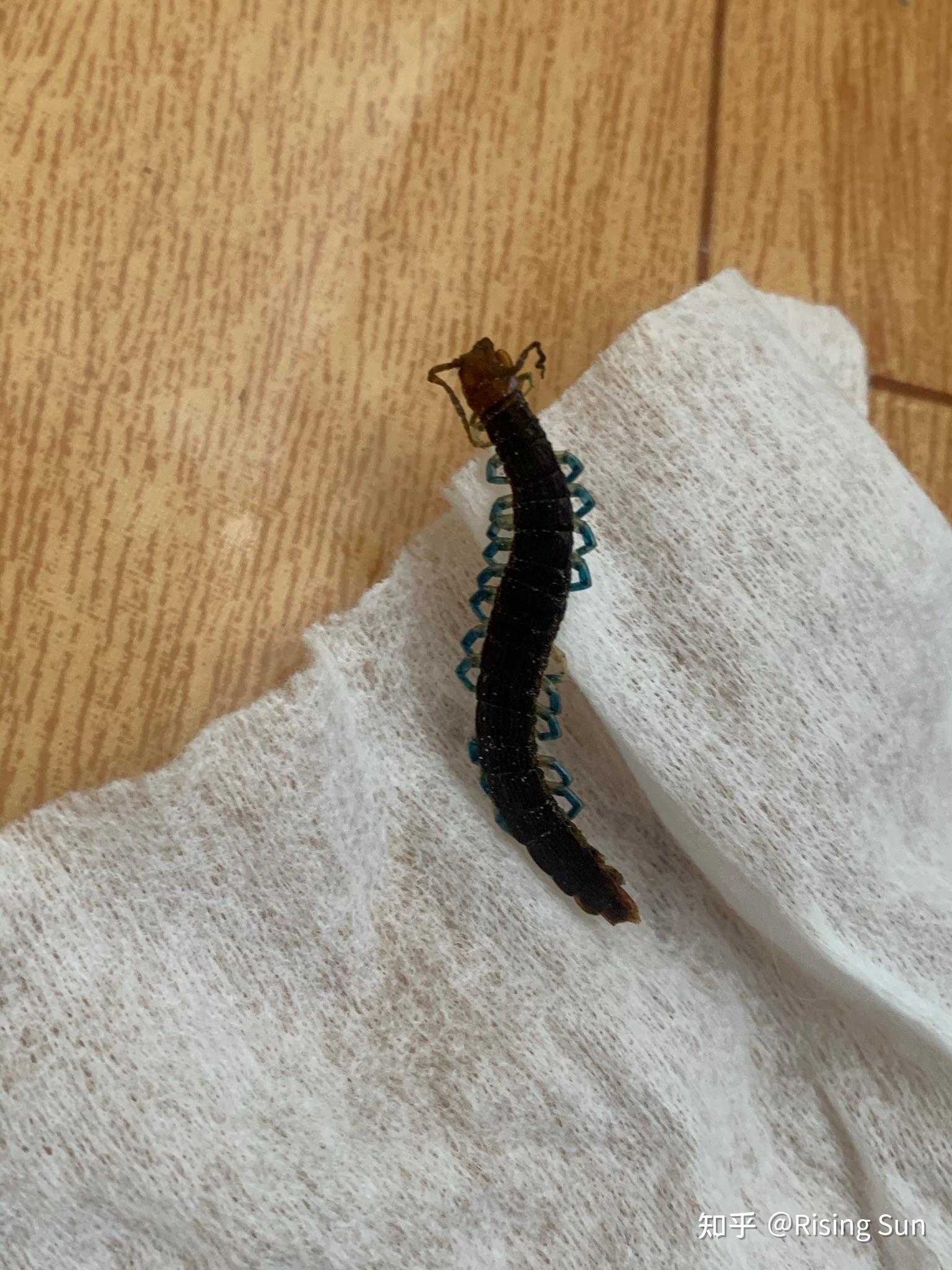 这是什么蜈蚣啊,脚是蓝色的,半夜爬到我床上来了好恐怖? - 知乎