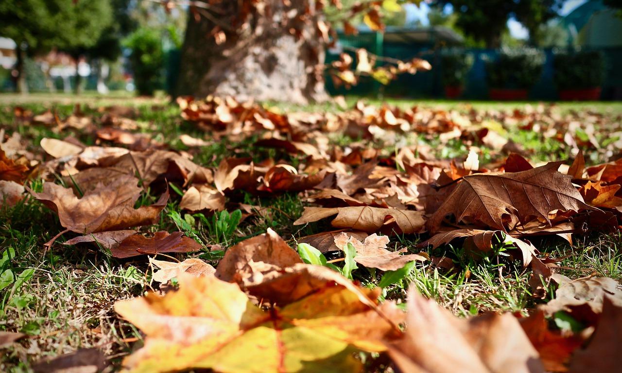 如何挽救落叶的杜鹃花