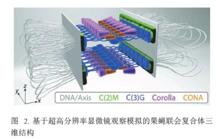 非整倍体形成的分子机制