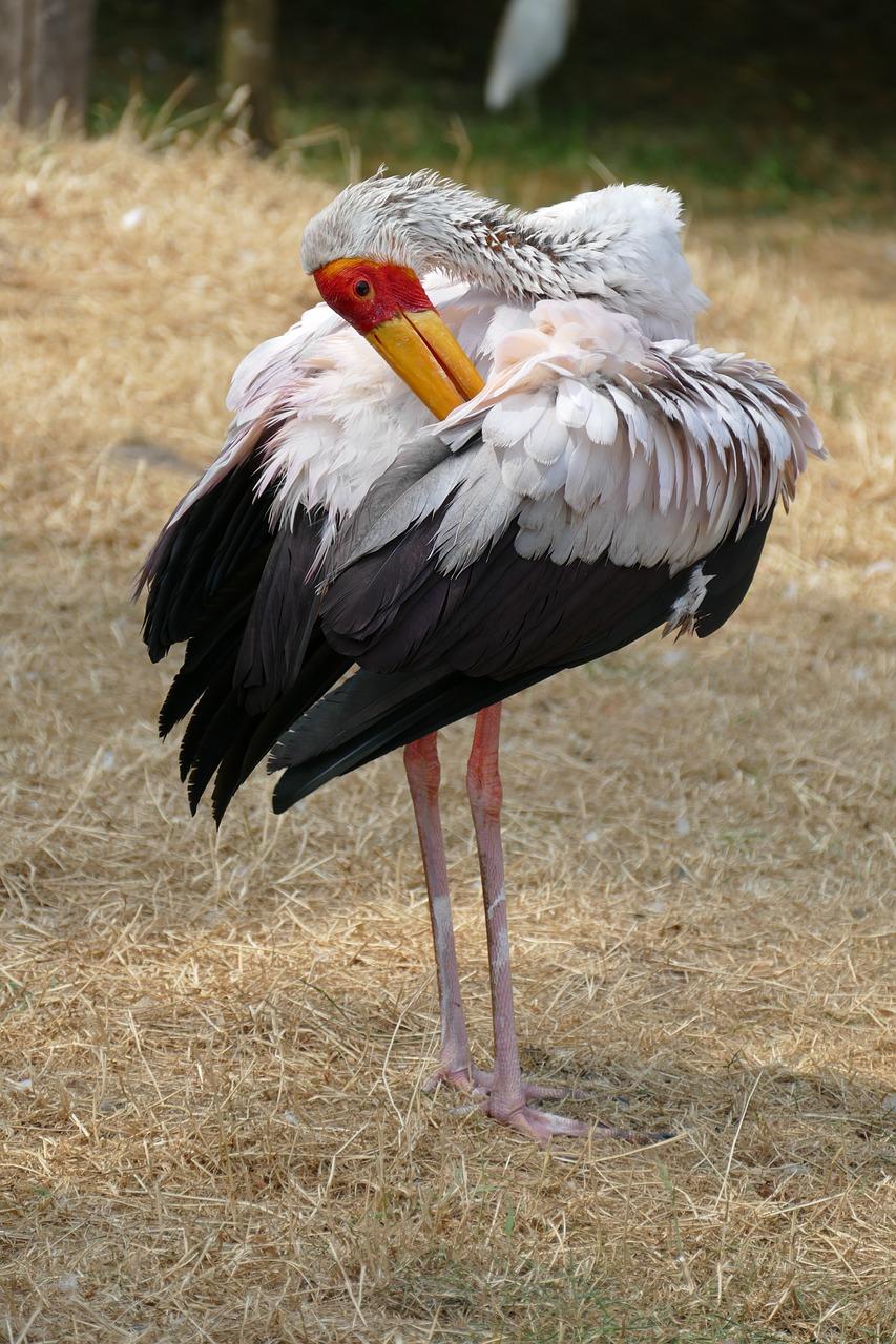 2. 官网检索步骤